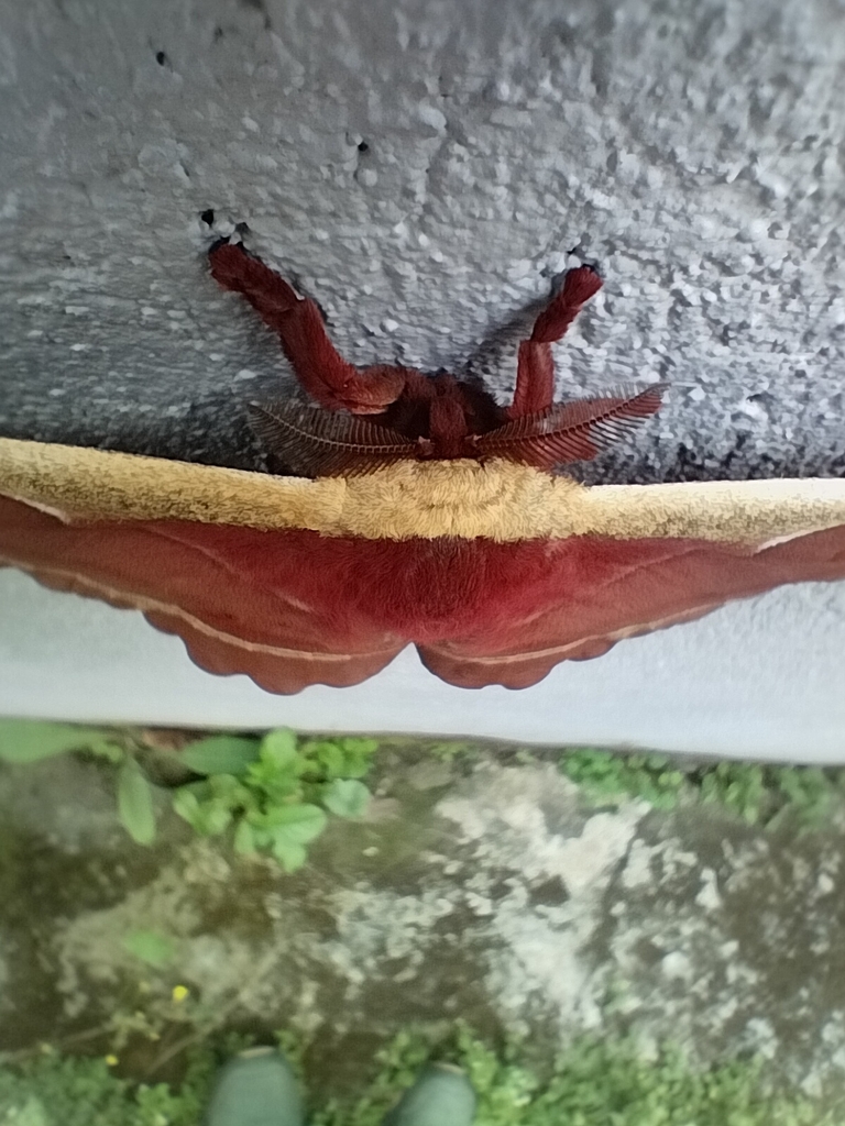 Antheraea paniki