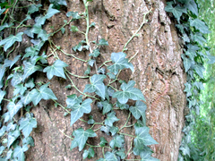 Hedera helix