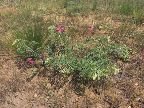 Image of Indigofera sanguinea by (c) Brian du Preez, some rights reserved (CC BY-SA)