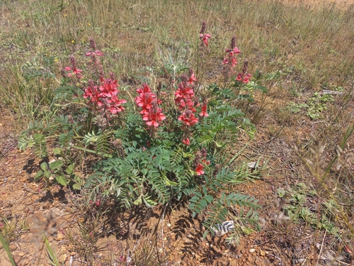 Image of Indigofera sanguinea by (c) Brian du Preez, some rights reserved (CC BY-SA)
