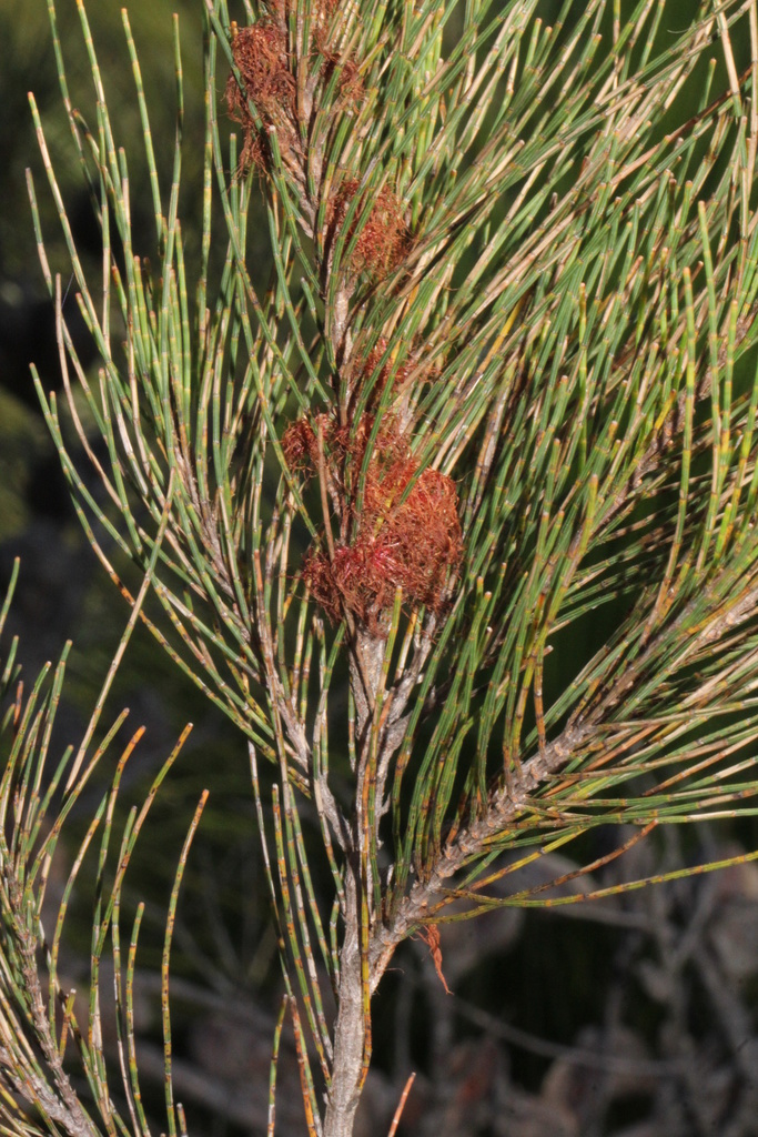 Allocasuarina emuina