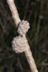 Allocasuarina emuina