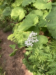 Achillea macrophylla, photograph (c) norgram, some rights reserved (CC BY)
