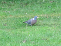 Columba palumbus