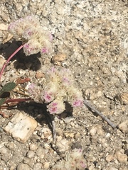 Calyptridium monospermum