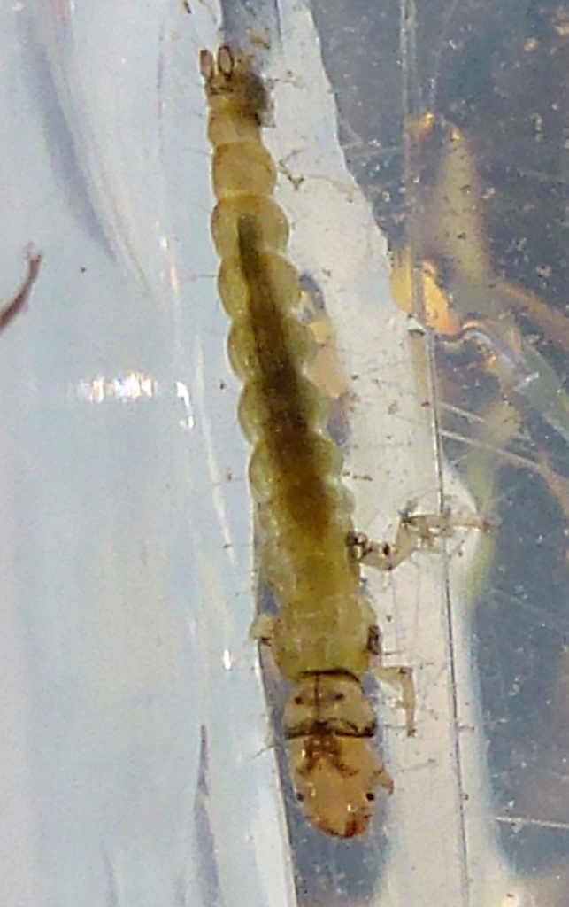 Hydrobiosis