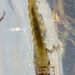 Hydrobiosis - Photo (c) Mark Anderson, some rights reserved (CC BY-SA), uploaded by Mark Anderson