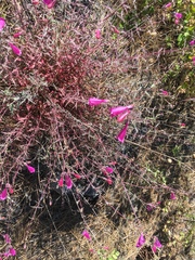 Penstemon richardsonii