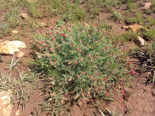Loco Indigo (Indigofera oxytropis)