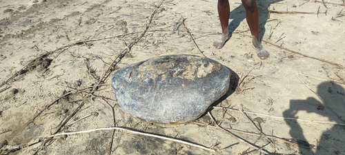 Green Sea Turtle