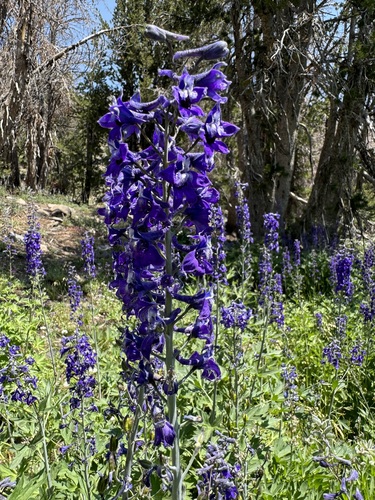Sierra larkspur (Delphinium glaucum)