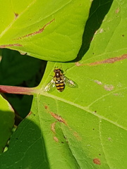 Eupeodes latifasciatus