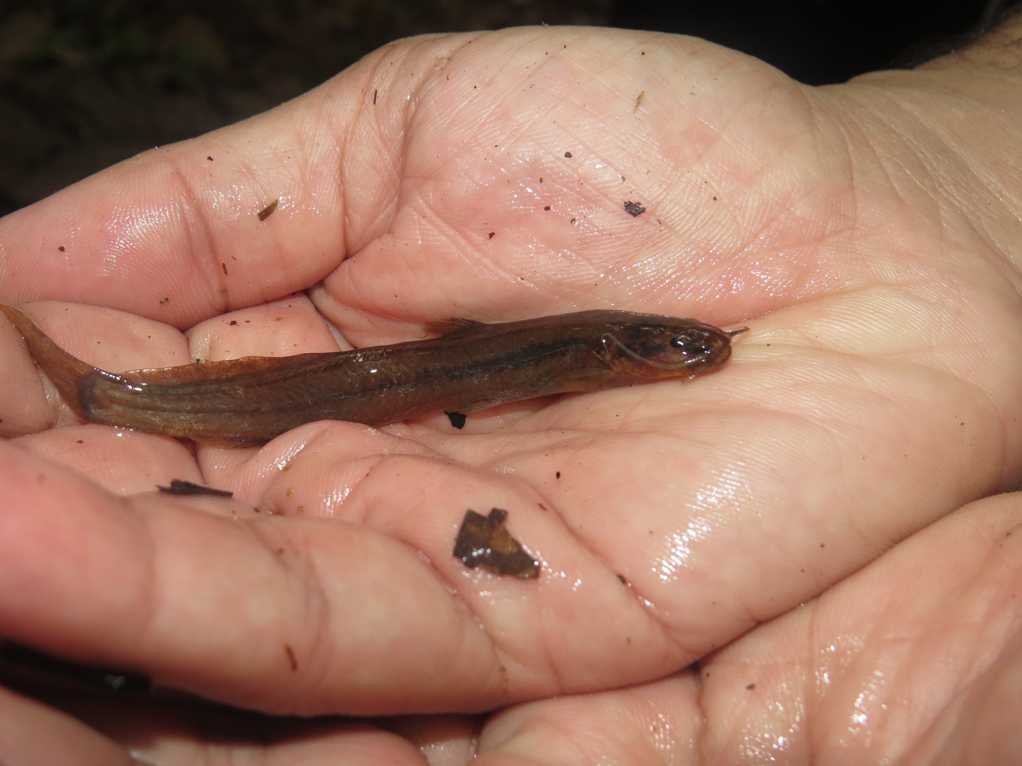 Coastal Pencil Catfish photo 2