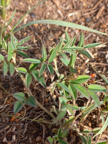 Image of Indigofera torulosa by (c) Brian du Preez, some rights reserved (CC BY-SA)