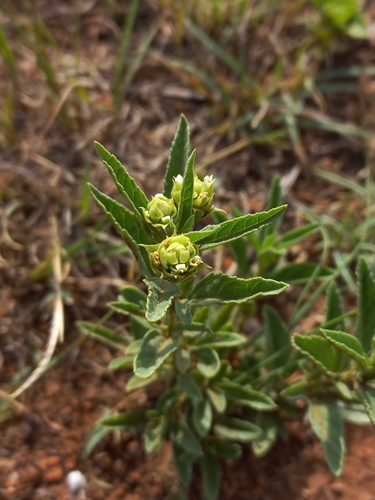 Lippia scaberrima, photograph 2