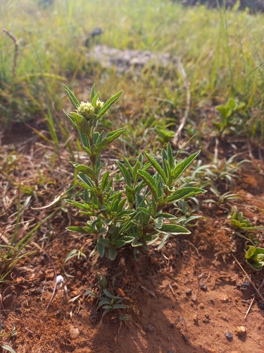 Lippia scaberrima, photograph 3