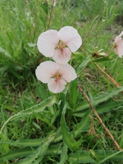 Commelina scabra