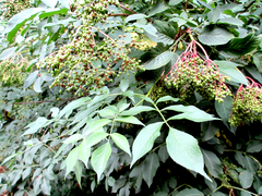 Sambucus nigra