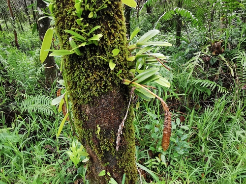 Foto de Bulbophyllum oculto