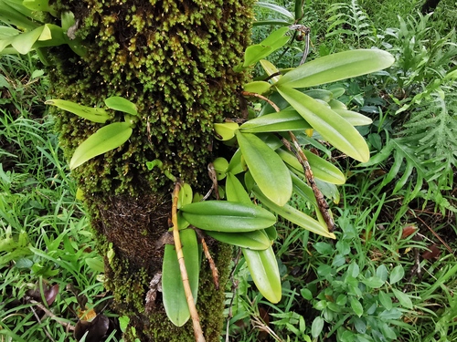 Foto de Bulbophyllum oculto