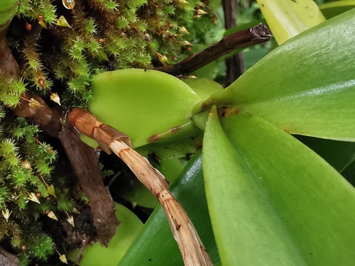 Foto de Bulbophyllum oculto