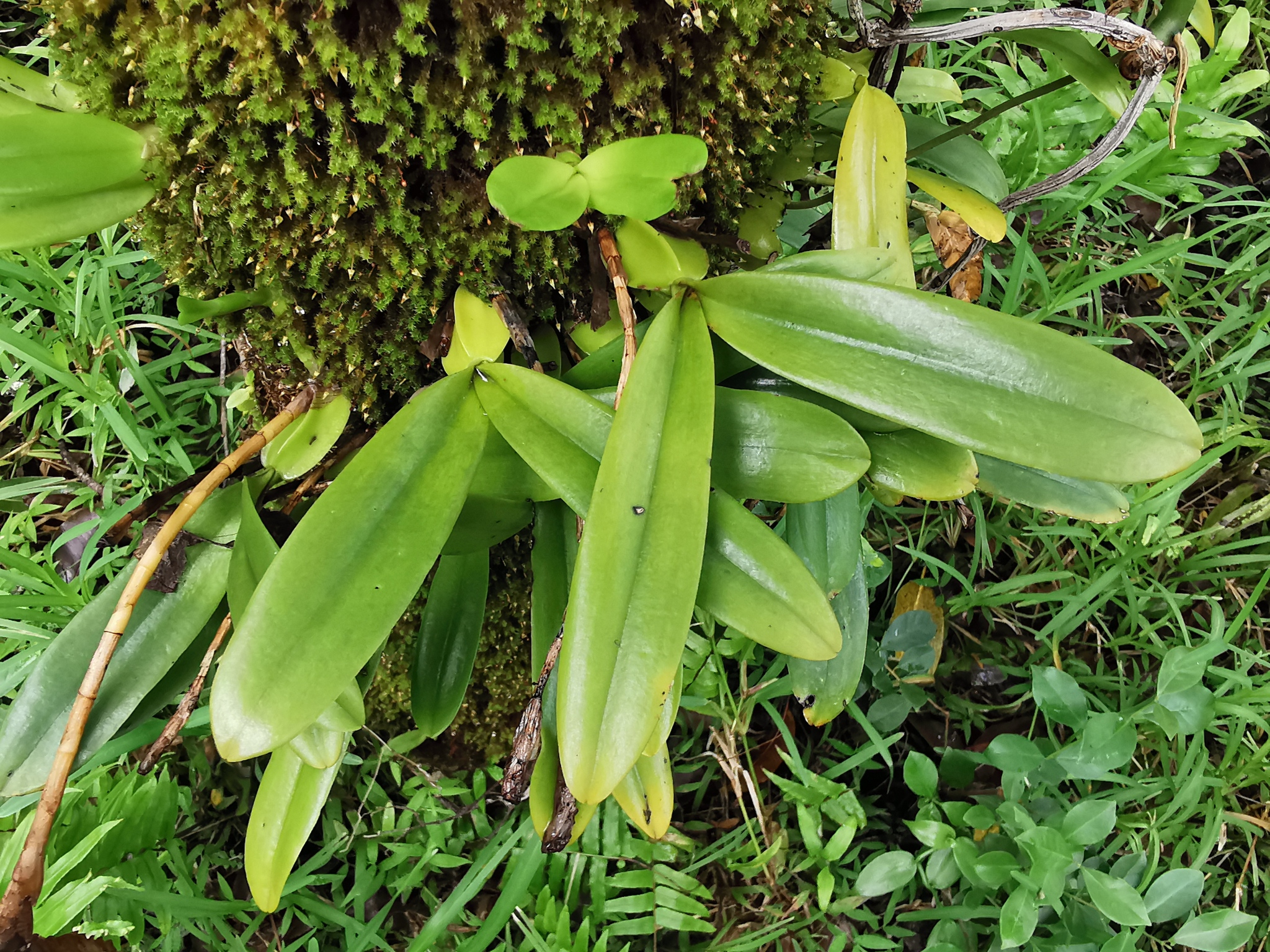 Imagem de Bulbophyllum oculto