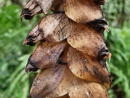 Foto de Bulbophyllum oculto