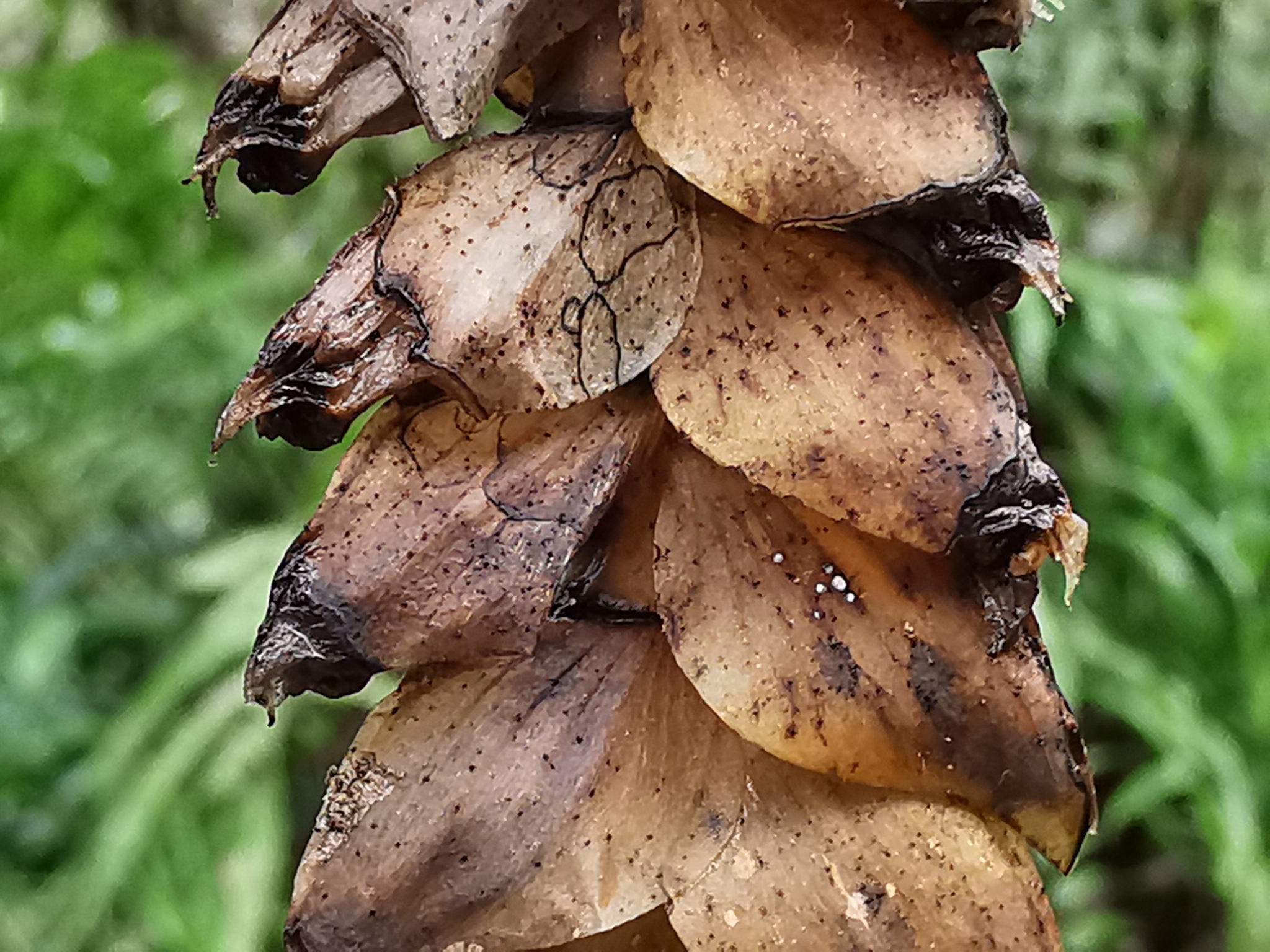 Imagem de Bulbophyllum oculto