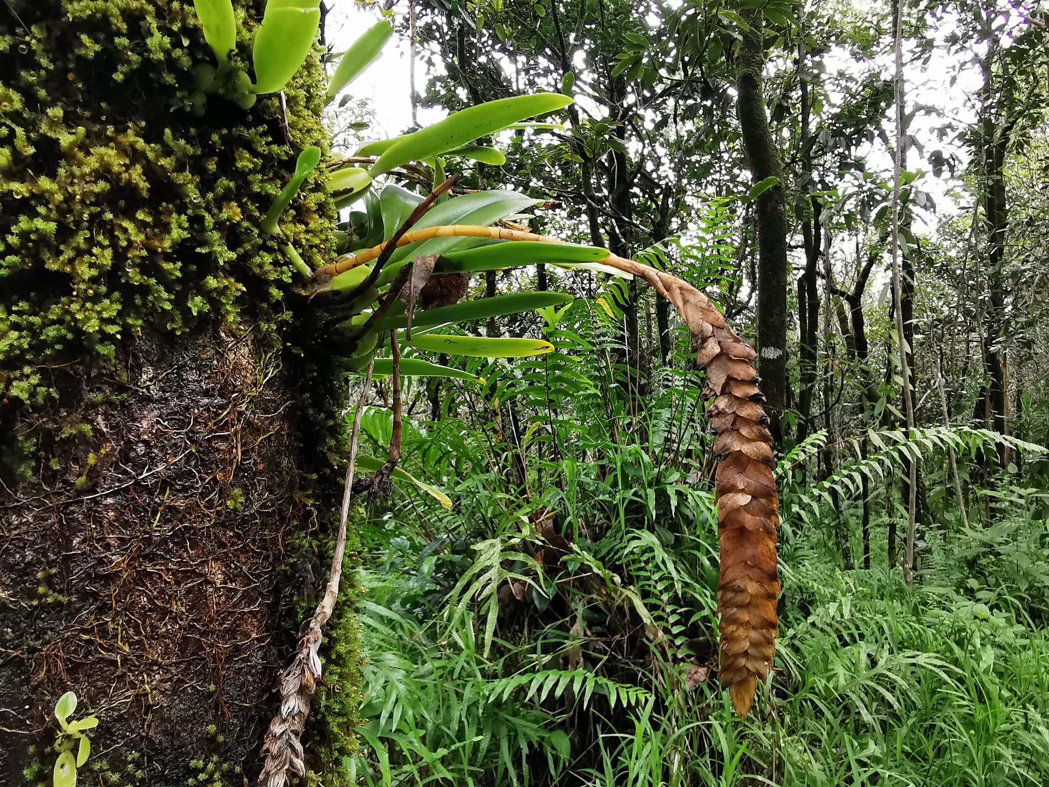 Imagem de Bulbophyllum oculto