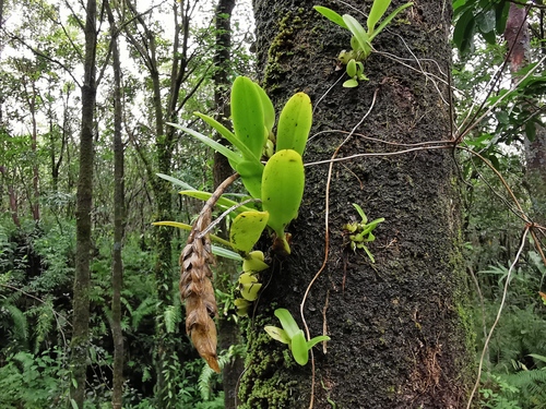 Foto de Bulbophyllum oculto