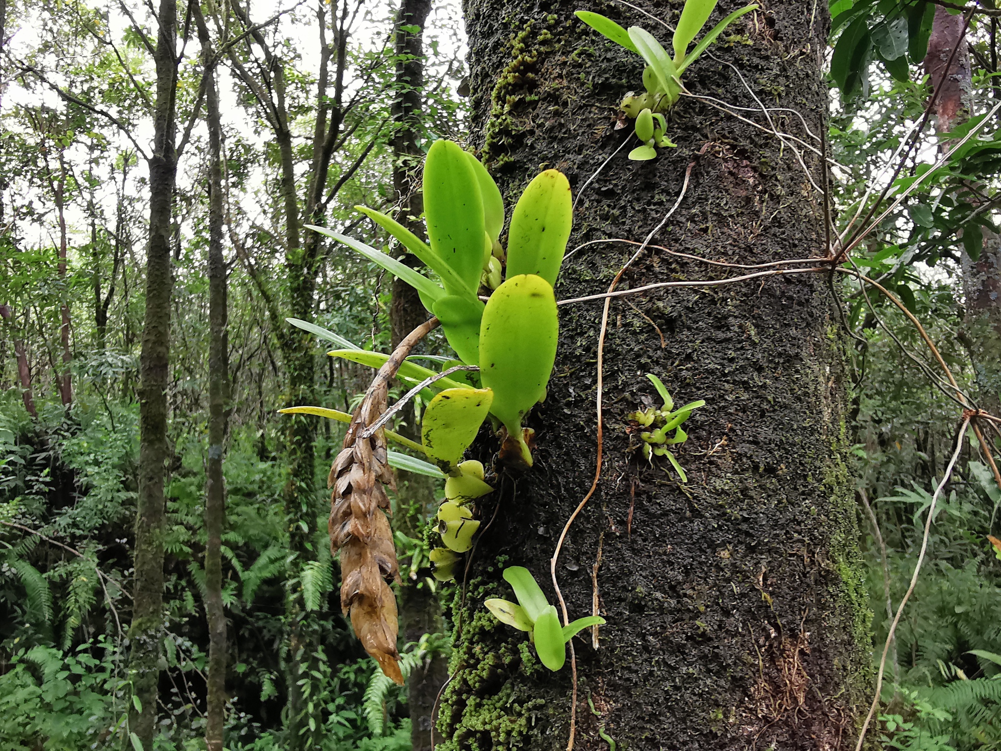 Imagem de Bulbophyllum oculto