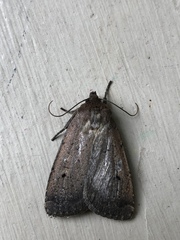 Athetiina