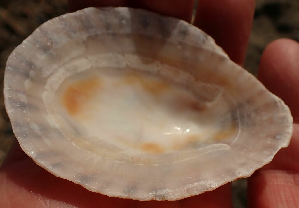 Cymbula safiana
