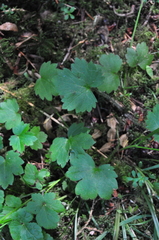 Ranunculus occidentalis