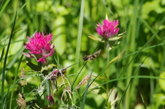 Castilleja parviflora oreopola