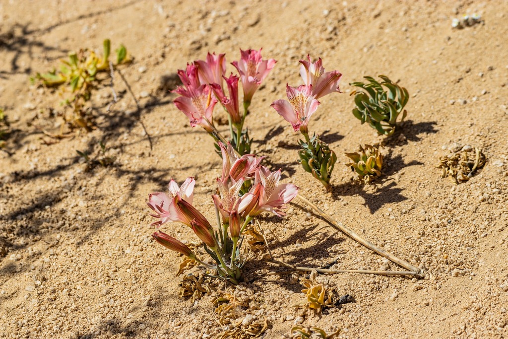 Alstroemeria mollensis (Alstroemeria mollensis)