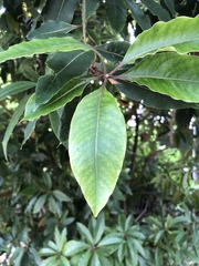 Pittosporum undulatum