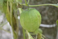 Physalis ixocarpa