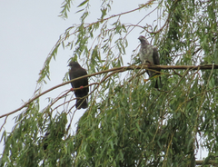 Columba livia domestica