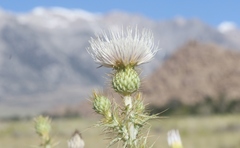Cirsium mohavense