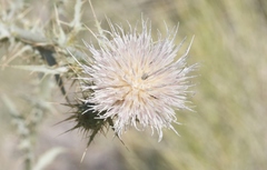 Cirsium mohavense