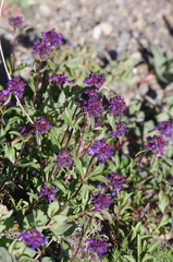 Penstemon procerus tolmiei