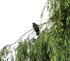 Columba livia domestica