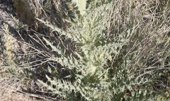 Cirsium mohavense