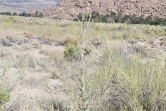 Cirsium mohavense