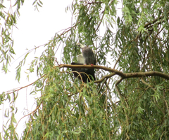 Columba livia domestica