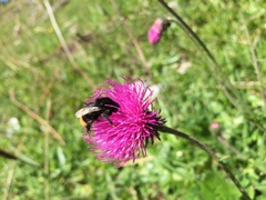 Carduus defloratus