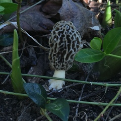 Morchella americana