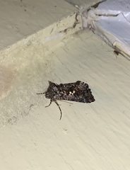 Syngrapha octoscripta