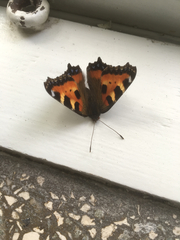 Aglais urticae